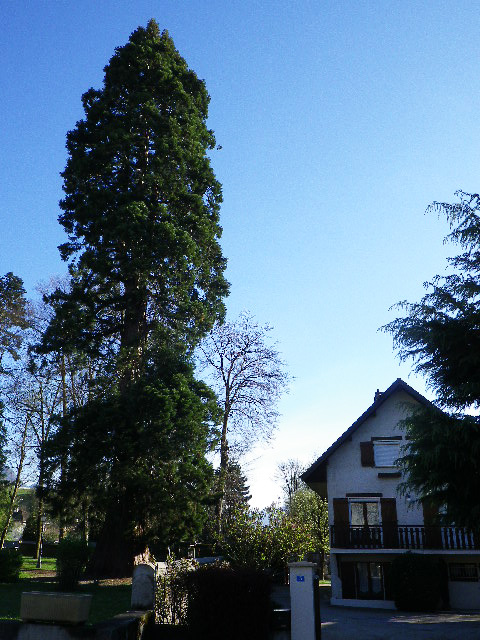 Séquoia - Frontenex